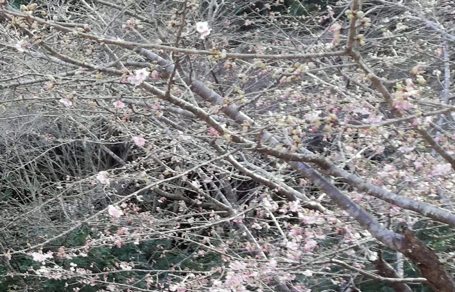 河津桜 開花しました 気賀 高野山真言宗 光岩山 長楽寺